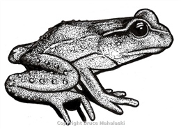 Hamilton's Frog Picture